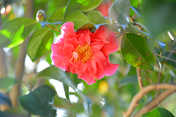 Letitia Schrader Camellia (Camellia japonica 'Letitia Schrader') at Lakeshore Garden Centres