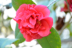 Auguste Delfosse Camellia (Camellia japonica 'Auguste Delfosse') at Lakeshore Garden Centres