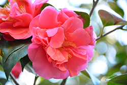 Regina dei Giganti Camellia (Camellia japonica 'Regina dei Giganti') at Lakeshore Garden Centres