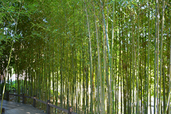 Golden Bamboo (Phyllostachys aurea) at Lakeshore Garden Centres