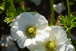 Mona Lisa White Windflower (Anemone coronaria 'PAS1862') at Lakeshore Garden Centres