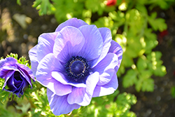 Mona Lisa Lavender Shades Windflower (Anemone coronaria 'PAS1853') at Lakeshore Garden Centres