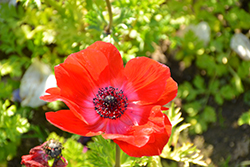 Mona Lisa Solid Scarlet Windflower (Anemone coronaria 'PAS1867') at Lakeshore Garden Centres