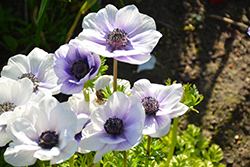 Mona Lisa Blue Shades Windflower (Anemone coronaria 'Mona Lisa Blue Shades') at Lakeshore Garden Centres