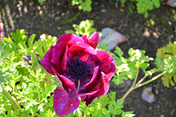 Mona Lisa Wine Shades Windflower (Anemone coronaria 'PAS1863') at Lakeshore Garden Centres