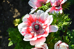 Mona Lisa Bicolor Red Windflower (Anemone coronaria 'PAS1850') at Lakeshore Garden Centres