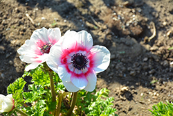 Mona Lisa Bicolor Pink Windflower (Anemone coronaria 'Mona Lisa Bicolor Pink') at Lakeshore Garden Centres