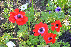 Mona Lisa Scarlet with Eye Windflower (Anemone coronaria 'PAS1866') at Lakeshore Garden Centres