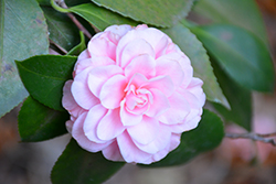 Ave Maria Camellia (Camellia japonica 'Ave Maria') at Lakeshore Garden Centres