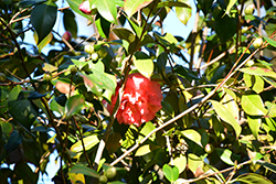 Elizabeth Le Bey Camellia (Camellia japonica 'Elizabeth Le Bey') at Lakeshore Garden Centres