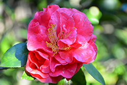 Simeon Variegated Camellia (Camellia japonica 'Simeon Variegated') at Lakeshore Garden Centres