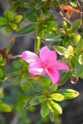Nuccio's All Glory Azalea (Rhododendron 'Nuccio's All Glory') at Lakeshore Garden Centres