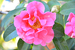 Pink Sparkle Camellia (Camellia 'Pink Sparkle') at Lakeshore Garden Centres
