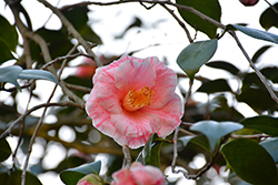 Destiny Camellia (Camellia japonica 'Destiny') at Lakeshore Garden Centres
