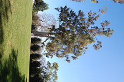 Lemon-scented Gum (Corymbia citriodora) at Lakeshore Garden Centres
