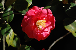 Katie Camellia (Camellia japonica 'Katie') at Lakeshore Garden Centres