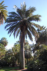 Chilean Wine Palm (Jubaea chilensis) at Lakeshore Garden Centres