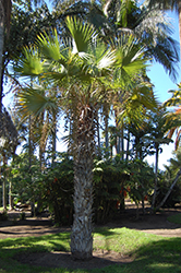 Sinaloa Hesper Palm (Brahea aculeata) at Lakeshore Garden Centres