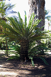 Eastern Cape Giant Cycad (Encephalartos altensteinii) at Lakeshore Garden Centres