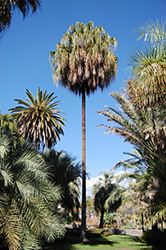 Australian Cabbage Palm (Livistona australis) at Lakeshore Garden Centres