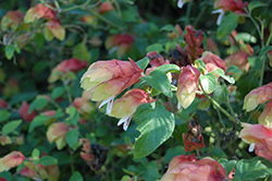 Jambalaya Shrimp Plant (Justicia brandegeeana 'Jambalaya') at Lakeshore Garden Centres