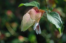 Jambalaya Shrimp Plant (Justicia brandegeeana 'Jambalaya') at Lakeshore Garden Centres