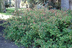 Jambalaya Shrimp Plant (Justicia brandegeeana 'Jambalaya') at Lakeshore Garden Centres