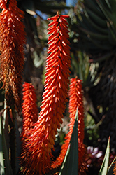 Mountain Aloe (Aloe marlothii) at Lakeshore Garden Centres