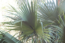 Dwarf Palmetto (Sabal minor) at Lakeshore Garden Centres