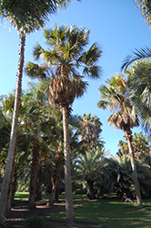 Texas Palmetto (Sabal mexicana) at Lakeshore Garden Centres