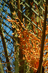 Cretan Date Palm (Phoenix theophrasti) at Lakeshore Garden Centres