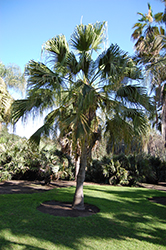 Chinese Fan Palm (Livistona chinensis) at Lakeshore Garden Centres