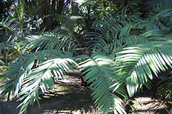 Mexican Horncone (Ceratozamia mexicana) at Lakeshore Garden Centres