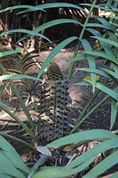 Mexican Horncone (Ceratozamia mexicana) at Lakeshore Garden Centres