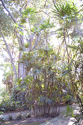 Slender Lady Palm (Rhapis humilis) at Lakeshore Garden Centres