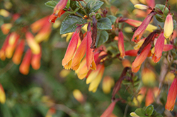 Firecracker Flower (Justicia rizzinii) at Lakeshore Garden Centres