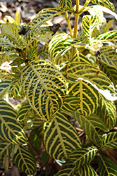 Golden Herringbone Sanchezia (Sanchezia parvibracteata) at Lakeshore Garden Centres