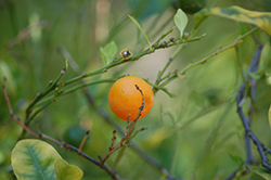 Calamondin (Citrofortunella x mitis) at Lakeshore Garden Centres