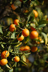 Nagami Kumquat (Fortunella margarita 'Nagami') at Lakeshore Garden Centres
