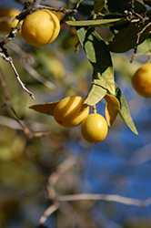 Eustis Limequat (Citrofortunella x floridana 'Eustis') at Lakeshore Garden Centres