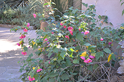 Pink Flowering Maple (Abutilon 'Pink') at Lakeshore Garden Centres