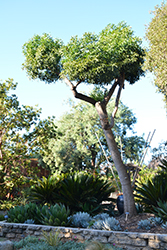 Cabbage Tree (Cussonia spicata) at Lakeshore Garden Centres