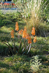 Jacob's Ladder Aloe (Aloe 'Jacob's Ladder') at Lakeshore Garden Centres