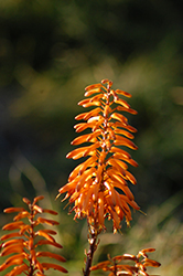 Jacob's Ladder Aloe (Aloe 'Jacob's Ladder') at Lakeshore Garden Centres