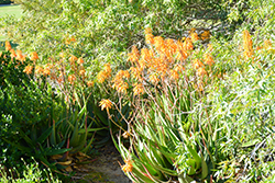 Ghost Aloe (Aloe striata x maculata) at Lakeshore Garden Centres
