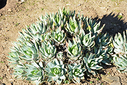 Large Short-leaved Aloe (Aloe brevifolia var. depressa) at Lakeshore Garden Centres