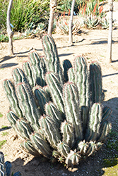 African Milk Barrel (Euphorbia horrida) at Lakeshore Garden Centres