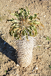 Elephant's Trunk (Pachypodium namaquanum) at Lakeshore Garden Centres