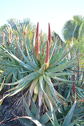 Aloe x principis (Aloe x principis) at Lakeshore Garden Centres