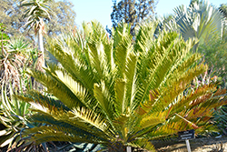 Lebombo Cycad (Encephalartos lebomboensis) at Lakeshore Garden Centres